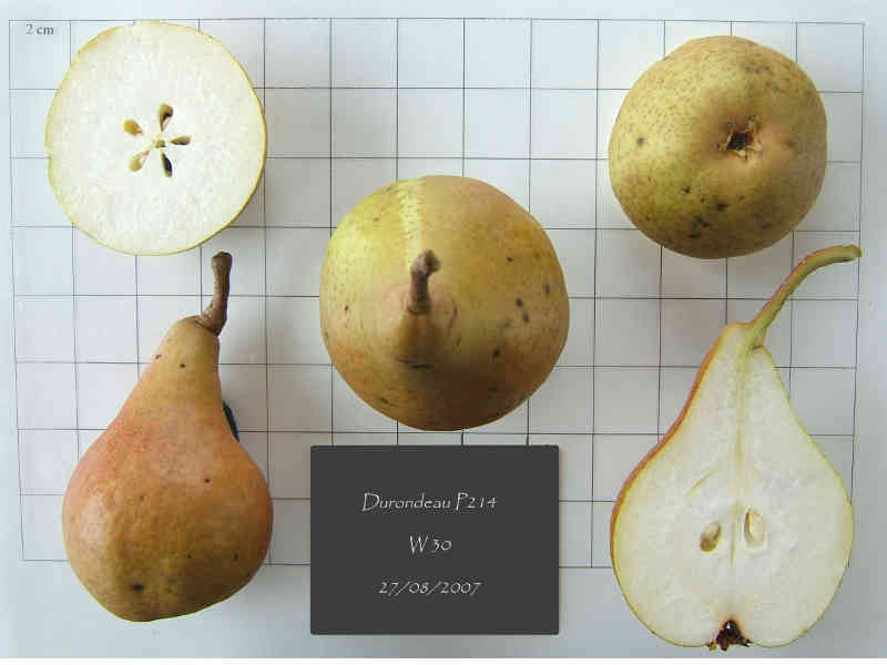 Durondeau BIODIMESTICA